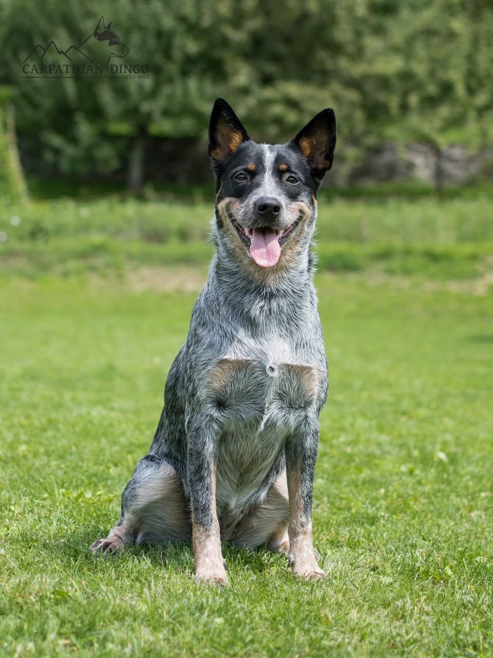Big Jupiter Carpathian dingo - 12
