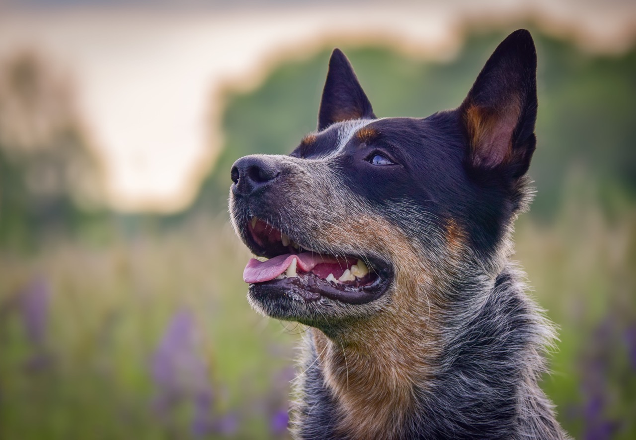 Big Jupiter Carpathian dingo - 14