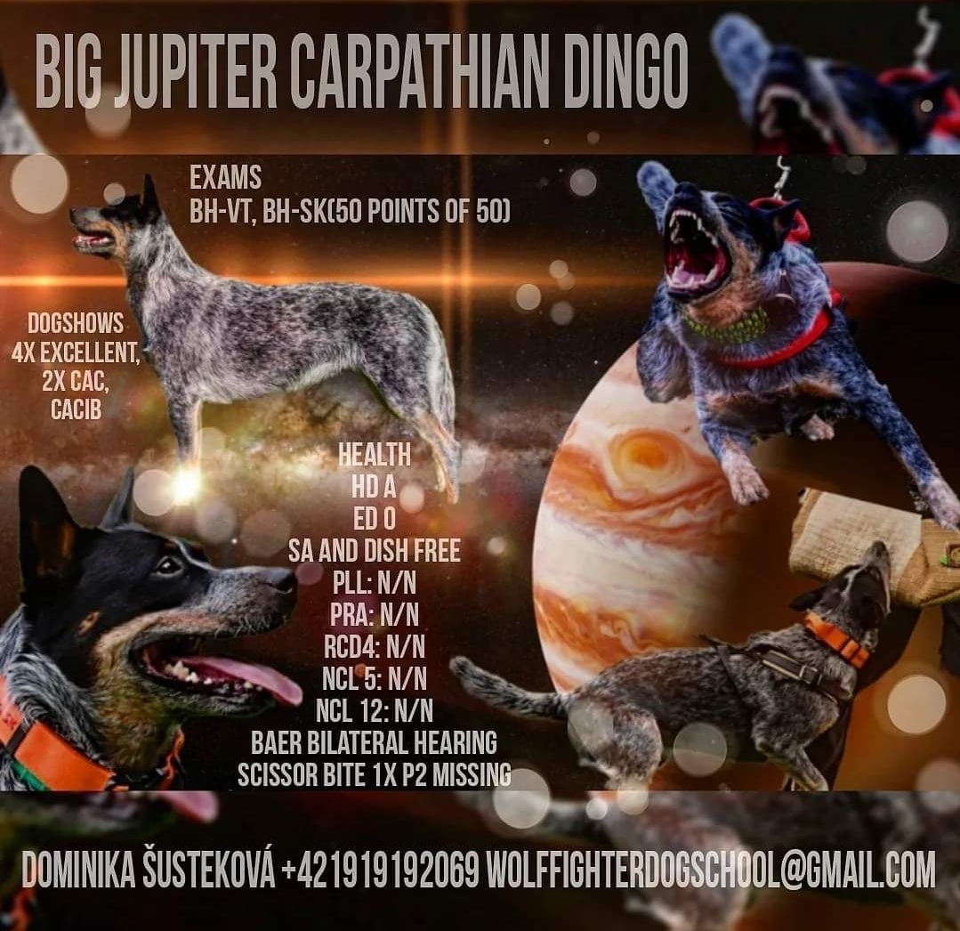 Big Jupiter Carpathian dingo - 2