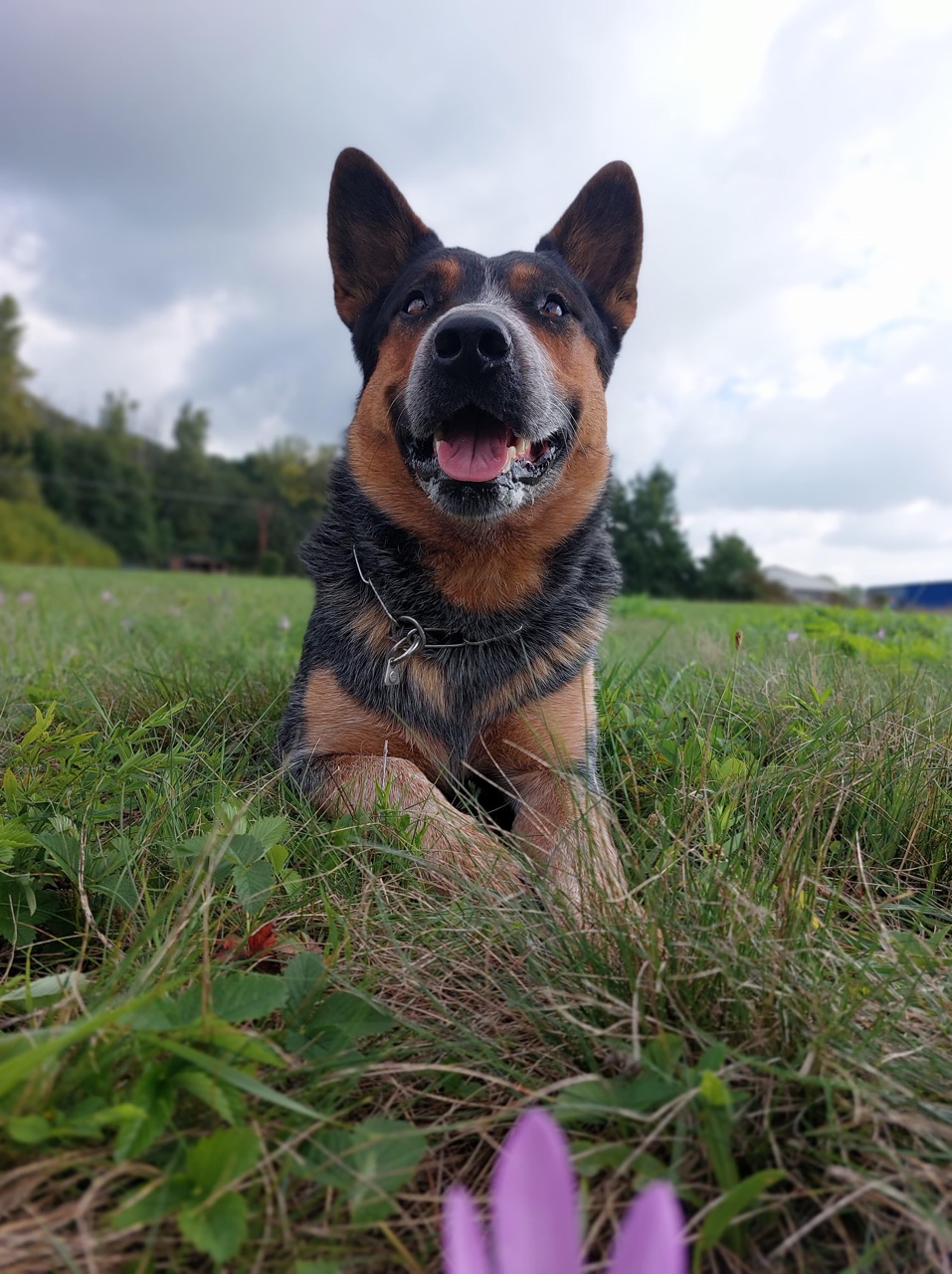 Cool Bull Carpathian dingo