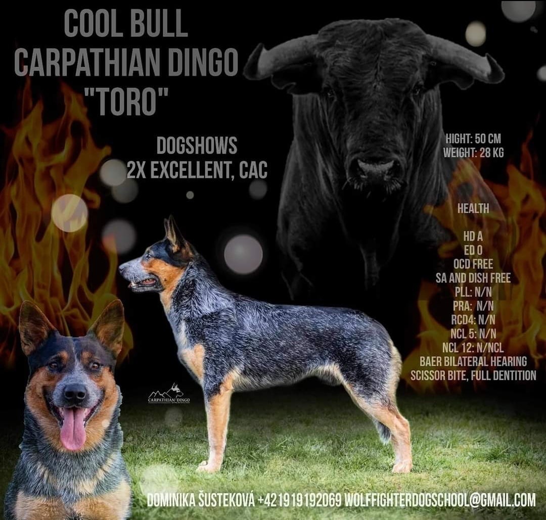 Cool Bull Carpathian dingo - 2