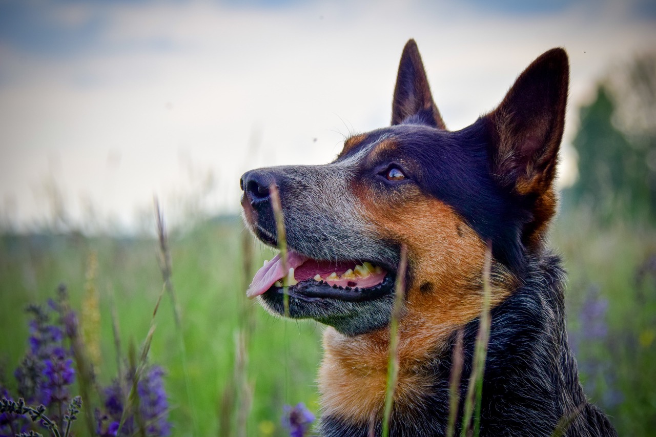 Cool Bull Carpathian dingo - 5
