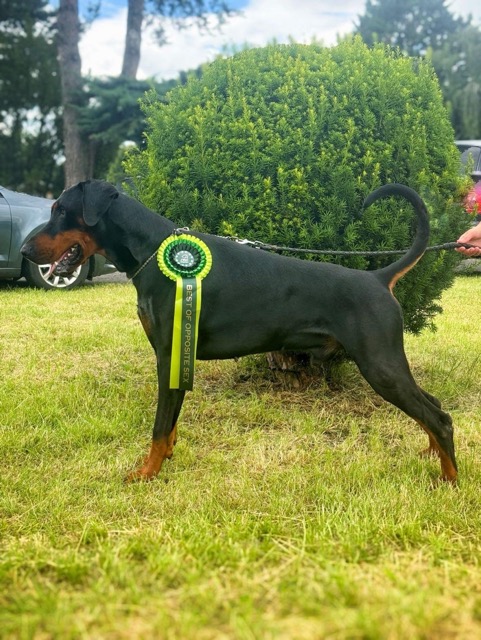 cargo-dog-show-4