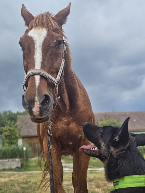 horse-camp-6