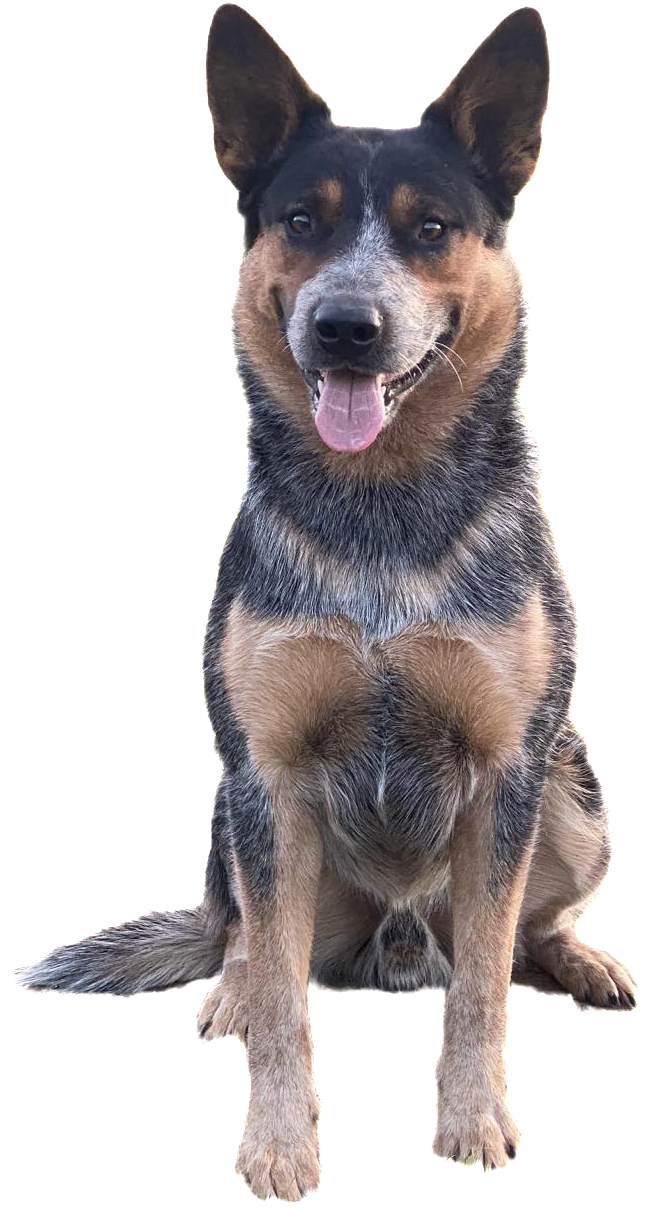 Cool Bull Carpathian dingo - Torri